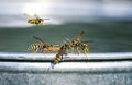 dangerous insects, wasps are on the edge of a metal bucket and fight for water