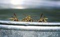 lot of dangerous insects, wasps are on the edge of a metal bucket and fight for water