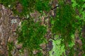 A lot of dark green moss and light green lichen on a brown bark of a tree texture. Royalty Free Stock Photo