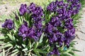 A lot of dark purple flowers of dwarf irises