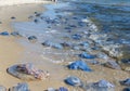 Lot of dead and living jellyfish on the Black Sea shore Royalty Free Stock Photo