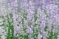 A lot of delicate mauve flowers in the meadow of lavender