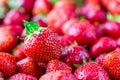 A lot of delicious ripe strawberries Royalty Free Stock Photo