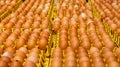 Different color and dirty eggs on a yellow rack ready for sale and distribution