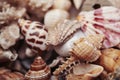 a lot of different empty sea shells on yellow background, macro details Royalty Free Stock Photo