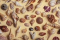 a lot of different empty sea shells on yellow background, macro details Royalty Free Stock Photo