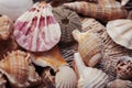 a lot of different empty sea shells on yellow background, macro details Royalty Free Stock Photo