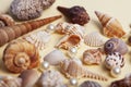 a lot of different empty sea shells on yellow background, macro details Royalty Free Stock Photo