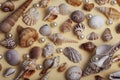 a lot of different empty sea shells on yellow background, macro details Royalty Free Stock Photo