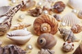 a lot of different empty sea shells on yellow background, macro details Royalty Free Stock Photo