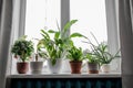 Lot of different houseplants growing on window sill. Royalty Free Stock Photo