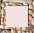 A lot of different sea shells arrangement with white square framed creative copy space Royalty Free Stock Photo