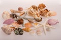 A lot of different shells on a white background. Seashells collected on vacation. Everyone loves to collect shells. Sea treasure