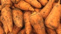 A lot of dirty carrots, texture background. Pile of fresh ripe carrots pattern, high quality photo Royalty Free Stock Photo