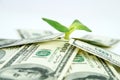 A lot of dollars and green sprout Royalty Free Stock Photo