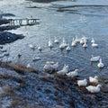 A group of domestic geese swim in a river outside in the morning through frost. Royalty Free Stock Photo