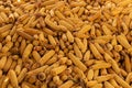 A lot of dried corn texture, animals - birds food