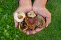 A lot of dried mushrooms. Elderly man holds in his hands a lot of good dried mushrooms.Cep Mushroom. Royalty Free Stock Photo