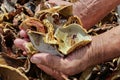 A lot of dried mushrooms. Elderly man holds in his hands a lot o Royalty Free Stock Photo