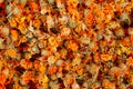 A lot of dried orange flowers for tea to add. Antioxidant natural herb mix. Royalty Free Stock Photo