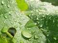 A lot drops on the big green leaf Royalty Free Stock Photo