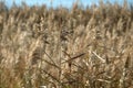 Lot of dry herbal plants and grass on the autumn field closeup view Royalty Free Stock Photo