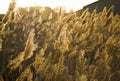 A lot of dry reeds are blown by the wind at sunset Royalty Free Stock Photo