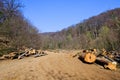 Lot of dry tree logs in a forest - deforestation concept