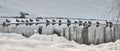 A lot of ducks near a small lake in cold winter day. Beautiful winter landscapes with snow, frozen lake and birds Royalty Free Stock Photo