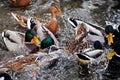 A lot of ducks swimming in a pond.