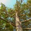 A lot of Durians hanging on the Durian tree