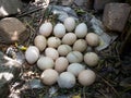 A lot of eggs found in a Guinea fowl nest outdoor closeup Royalty Free Stock Photo