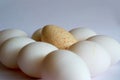 Lot of eggs and one Turkey on table Royalty Free Stock Photo