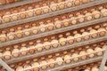 Lot of eggs on tray from breeders farm. Royalty Free Stock Photo