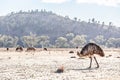 A lot of Emu birds.