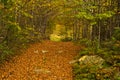 A lot of fallen leaves along forest mountain road at autumn, Radocelo mountain Royalty Free Stock Photo