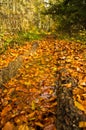 A lot of fallen leaves along forest mountain road at autumn, Radocelo mountain Royalty Free Stock Photo