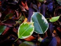 A lot of fallen leaves with two still green.