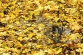 Lot of the fallen maple yellow leaves Royalty Free Stock Photo