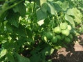 Potato bush with false fruits