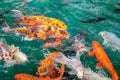 A lot of Fancy Carp or or Koi fish orange or gold color, swimming in the pond that water wave. Royalty Free Stock Photo