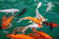 A lot of Fancy Carp or or Koi fish orange or gold color, swimming in the pond that water wave. Royalty Free Stock Photo