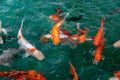 A lot of Fancy Carp or or Koi fish orange or gold color, swimming in the pond that water wave. Royalty Free Stock Photo