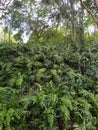 A lot of ferns in the forest. Una gran cantidad de helechos en el bosque. Royalty Free Stock Photo