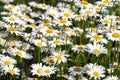 Lot of field daisy flowers on meadow in summer day closeup Royalty Free Stock Photo