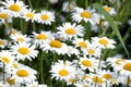 Lot of field daisy flowers on meadow in summer day closeup Royalty Free Stock Photo