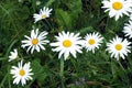 Lot of field daisy flowers on meadow in summer day closeup Royalty Free Stock Photo