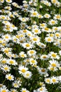 Lot of field daisy flowers on meadow in summer day closeup Royalty Free Stock Photo