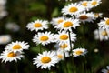 Lot of field daisy flowers on meadow in summer day closeup Royalty Free Stock Photo