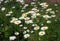 Lot of field daisy flowers on meadow in summer day closeup Royalty Free Stock Photo